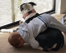 狗子的耐心守护gif搞笑图片