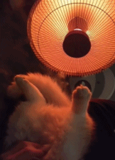 这大汗脚谁能受得了gif搞笑图片