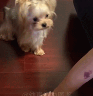 一家三口都过来gif搞笑图片