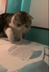 坐暖宝宝飞走了gif搞笑图片