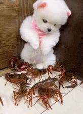 动也不敢动gif搞笑图片