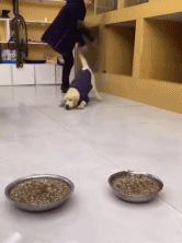 这拉布拉多是有多饿gif搞笑图片