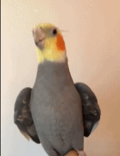 连鹦鹉都会打碟了gif搞笑图片