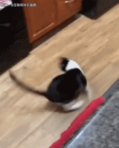 猫咪旋风被迫中止gif搞笑图片