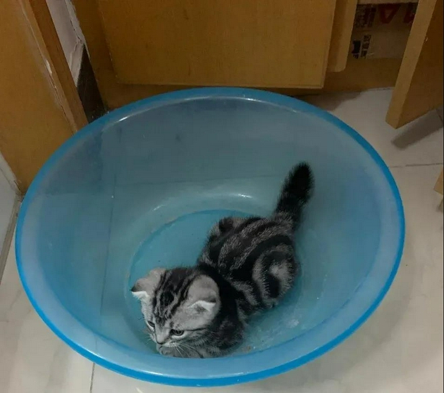 没有麦XX猫盒睡？让我待在水盆里安静一会。| 编辑部猫奴1号供图