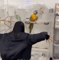 五彩缤纷的鹦鹉展开翅膀-搞笑gif动态图片-izike