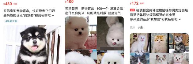 线上交易平台上的活体动物盲盒宣传图。网页截图