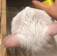 一些宠物小技巧gif搞笑图片