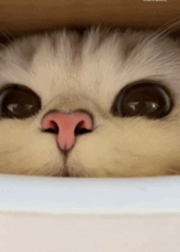 谁能抗拒这样的宝宝gif搞笑图片