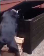 自投罗网行为gif搞笑图片