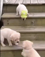 一阶梯全军覆没gif搞笑图片