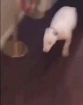 芜湖起飞gif搞笑图片