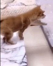 错误估计了腿长gif搞笑图片