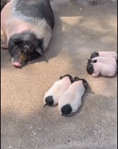 按耐不住的小尾巴gif搞笑图片