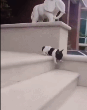 对下楼梯的恐惧gif搞笑图片