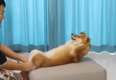 连狗子都开始努力了gif搞笑图片