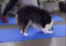 带狗狗一起减个肥gif搞笑图片