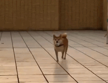 踮着小碎步来了gif搞笑图片