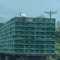 鸭子逃过货车但是还是被抓走-搞笑gif动态图片-izike