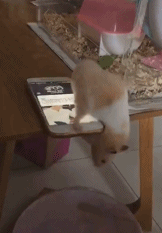 脚趾头最后的倔强gif搞笑图片