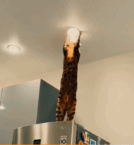 家里来了位师傅gif搞笑图片