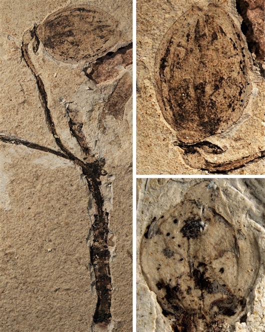 内蒙古发现全球最早侏罗纪花蕾