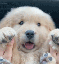 一只治愈狗狗gif搞笑图片