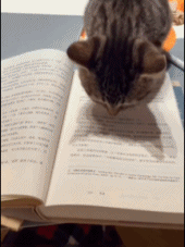 成绩不好的原因找到了gif搞笑图片