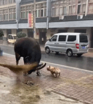 宝啊你可别去送死gif搞笑图片