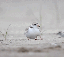 笛鸻母鸟的保护gif搞笑图片