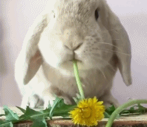 偷吃花的盗贼gif搞笑图片