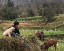 宝贝和狗狗gif搞笑图片