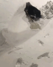 雪地里撒欢的东北人铲雪疯狂-搞笑gif动态图片-izike