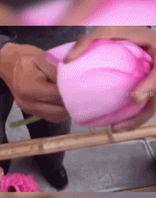 唯美荷花突然盛开-搞笑gif动态图片-izike