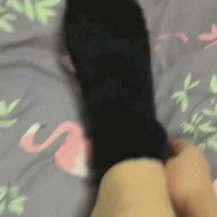 袜子能有多掉毛gif搞笑图片