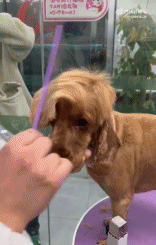 狗子理完发可以有多帅gif搞笑图片