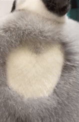 连换毛都是爱你的形状gif搞笑图片