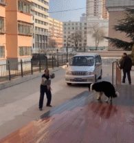 聪明的边牧和主人玩球gif搞笑图片