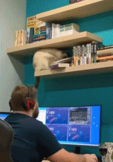 别玩了快读书了gif搞笑图片