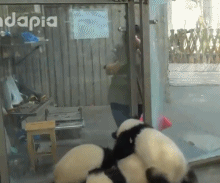 四只奶团子的捣乱gif搞笑图片