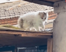 一只屋檐上的小可爱蹲屋檐-搞笑gif动态图片-izike