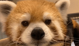 来自小熊猫的凝视gif搞笑图片