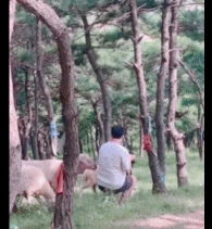 不讲武德的羊gif搞笑图片