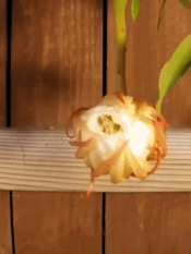 慢动作看昙花绽放的绝美过程-搞笑gif动态图片-izike