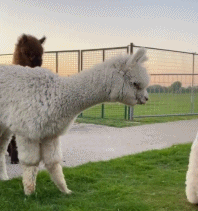 被玩偶吓跑的羊驼gif搞笑图片