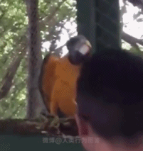 鹦鹉听摇滚乐摇头-搞笑gif动态图片 - izike-izike