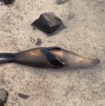 小海豹会有什么烦恼呢gif搞笑图片