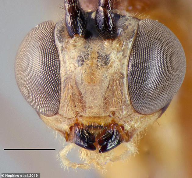 它们不会蜇伤人类，对人类是无害的。但是它们在昆虫世界里却是“破坏王”，它们将卵排入甲虫和其他黄蜂幼虫体内，伴随着蜂卵逐渐成长，不断地吞食宿主体。