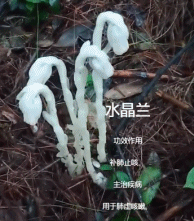 杭州发现罕见幽灵草gif搞笑图片