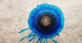 “萌点” 爆表的银币水母gif搞笑图片